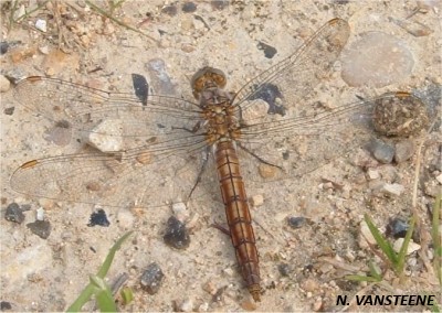 Orthetrum  brunneum